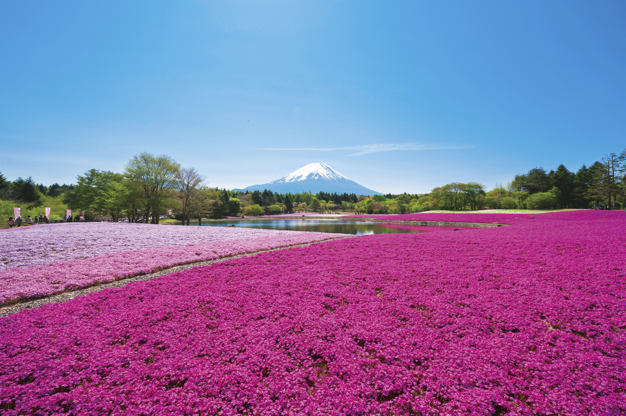 富士芝桜祭り