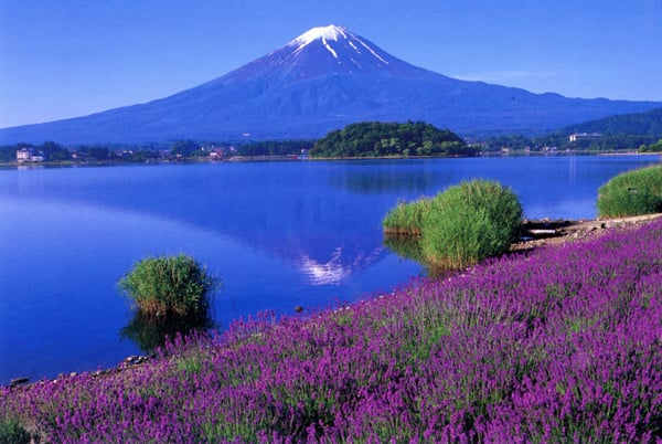 河口湖と富士山とラベンダー