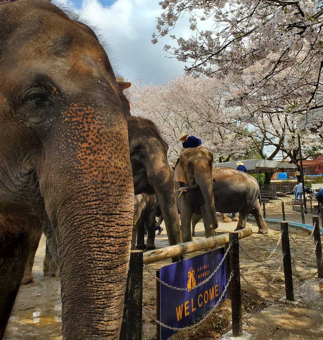 客室リニューアルキャンペーン  動物たちとふれあえる市原ぞうの国チケット付☆選べる朝食付宿泊プラン