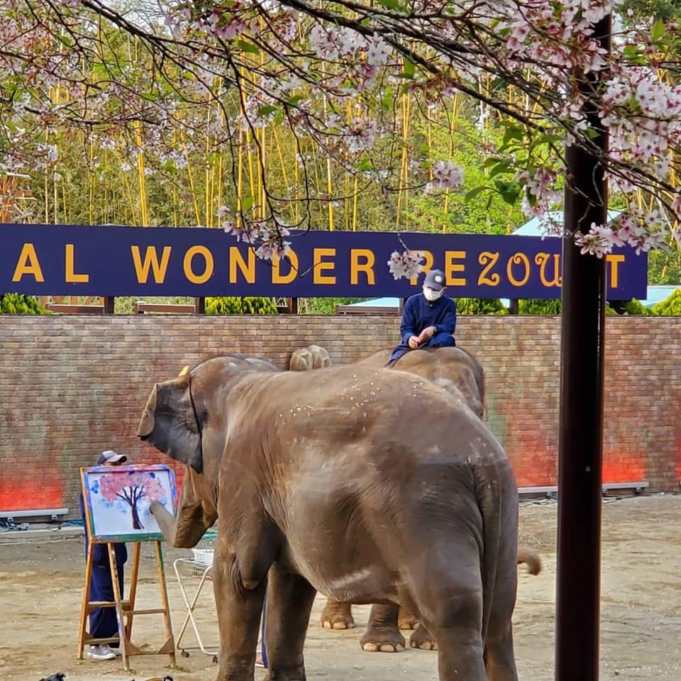 客室リニューアルキャンペーン  動物たちとふれあえる市原ぞうの国チケット付☆選べる朝食付宿泊プラン