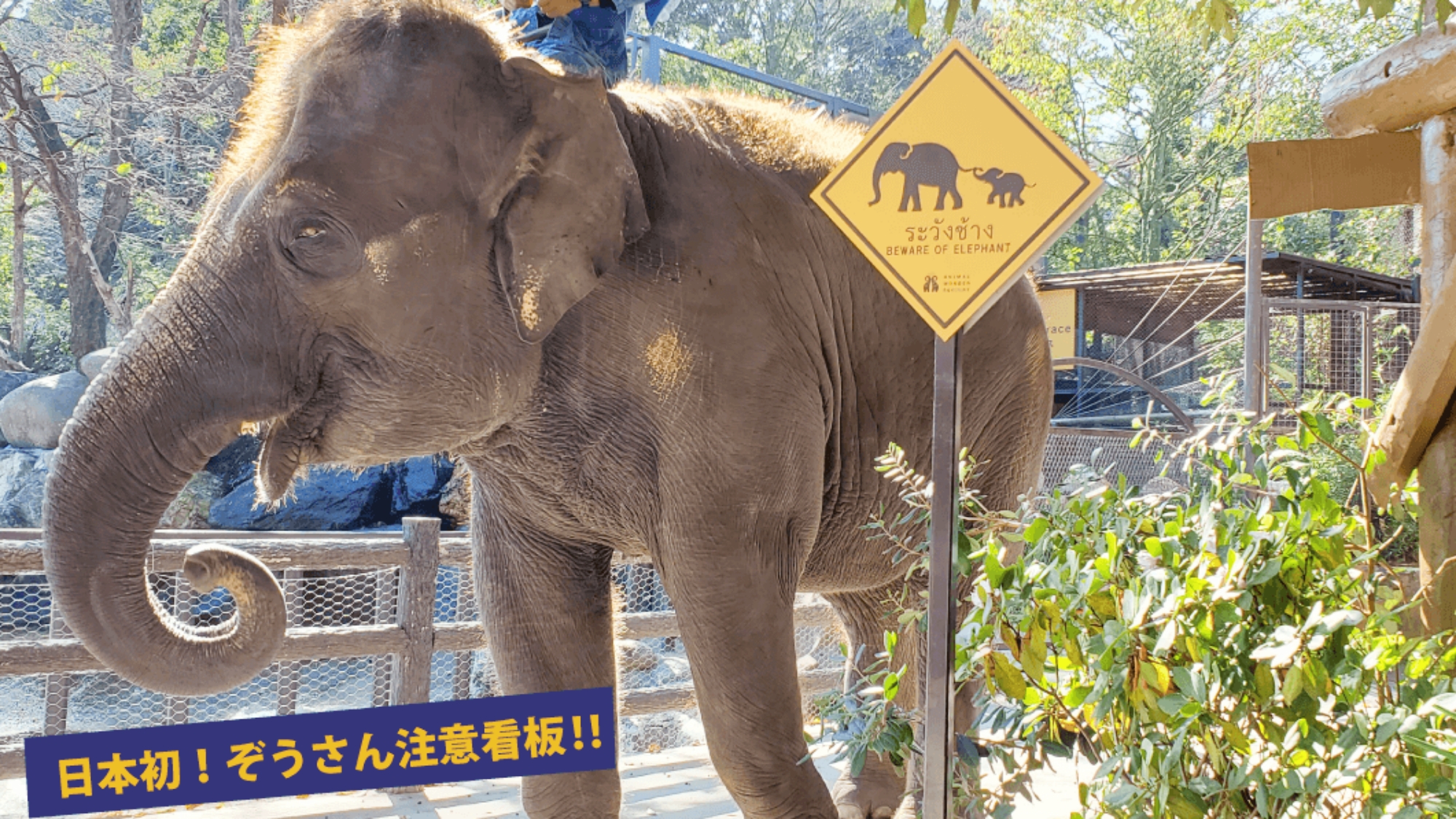 *【市原ぞうの国】当館から車で15分！アニマルワンダーリゾウトでは沢山の動物たちに出会えます！