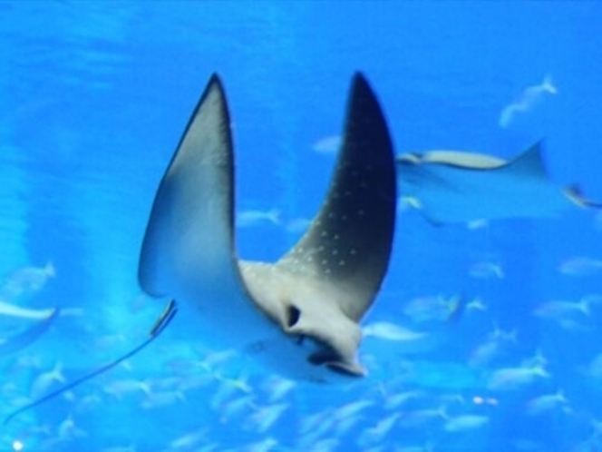 【美ら海水族館】黒潮水槽　まるで飛んでいるようなマダラトビエイ