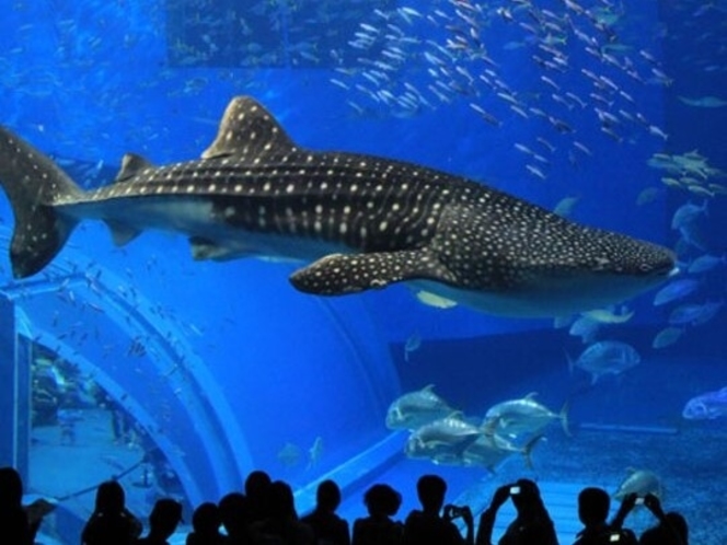 【美ら海水族館】黒潮水槽　迫力のジンベイザメ
