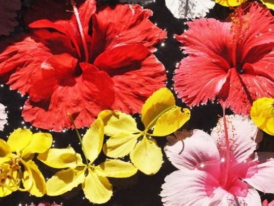 沖縄の花々