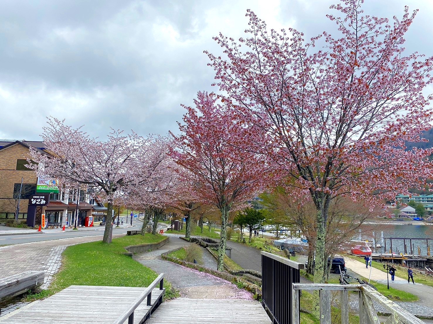 当館目の前の山桜の風景　５月下旬が見ごろ
