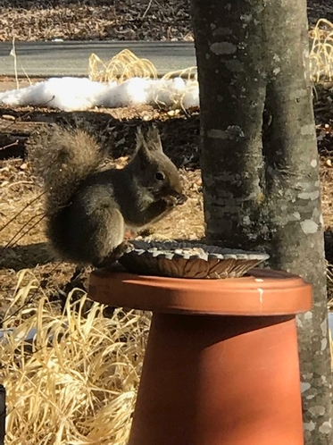 八ヶ岳BaseCampにやって来るリス