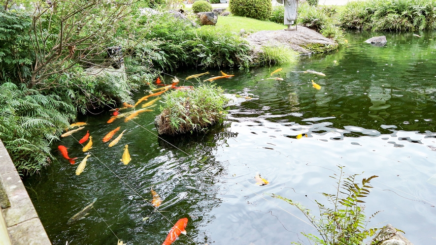 *【庭園】優雅に池を泳ぐ鯉がご覧いただけます