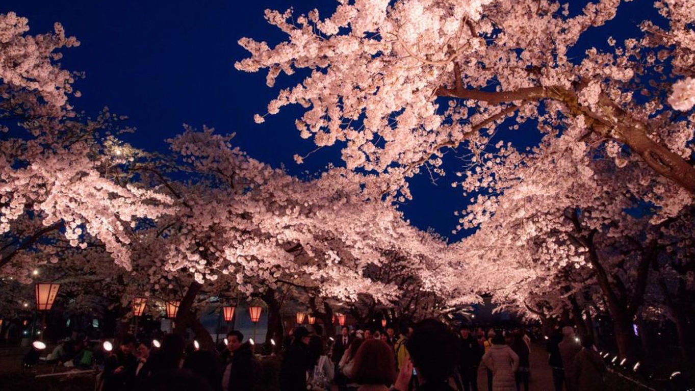【幻想的な桜を彩る☆日本三大夜桜の観桜会】会場まで送迎＆ロッテのお菓子などホテル特典も満載／2食付