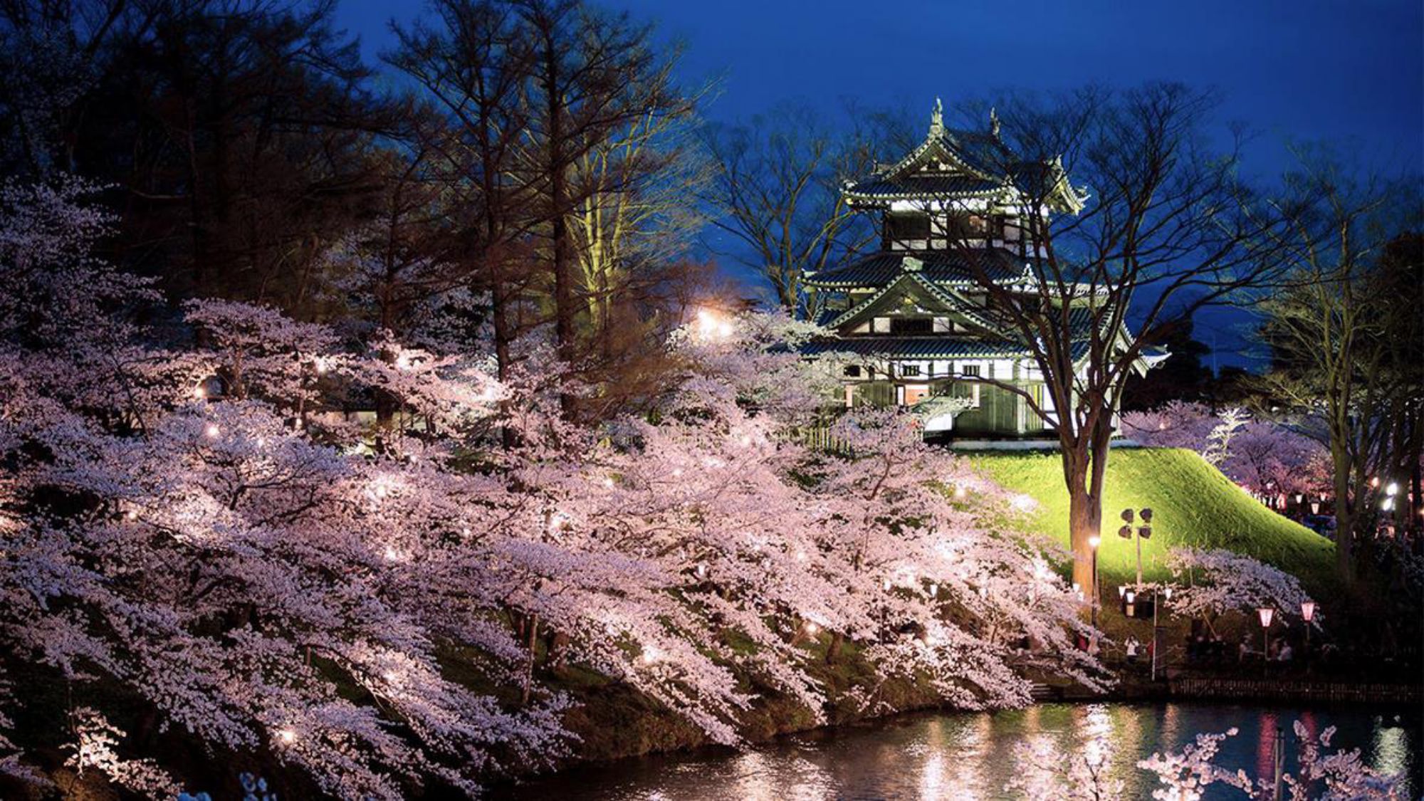 高田公園の桜＜日本3大夜桜＞観桜会　車で約30分