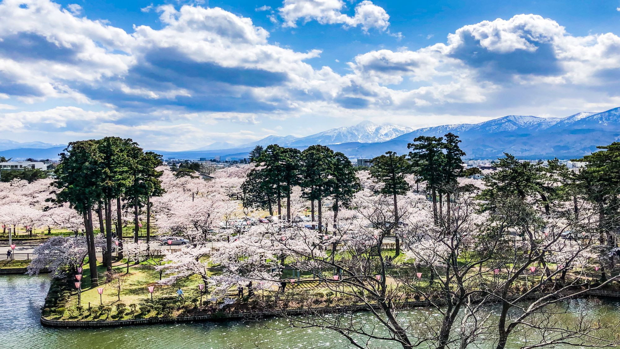 高田公園の桜＜日本3大夜桜＞観桜会24年3月29日～4月14日