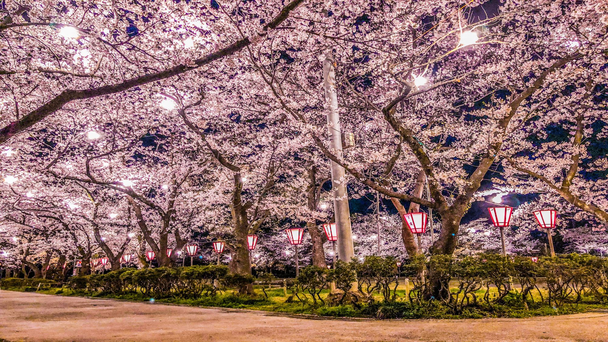 高田公園の桜＜日本3大夜桜＞観桜会23年3月29日～4月12日