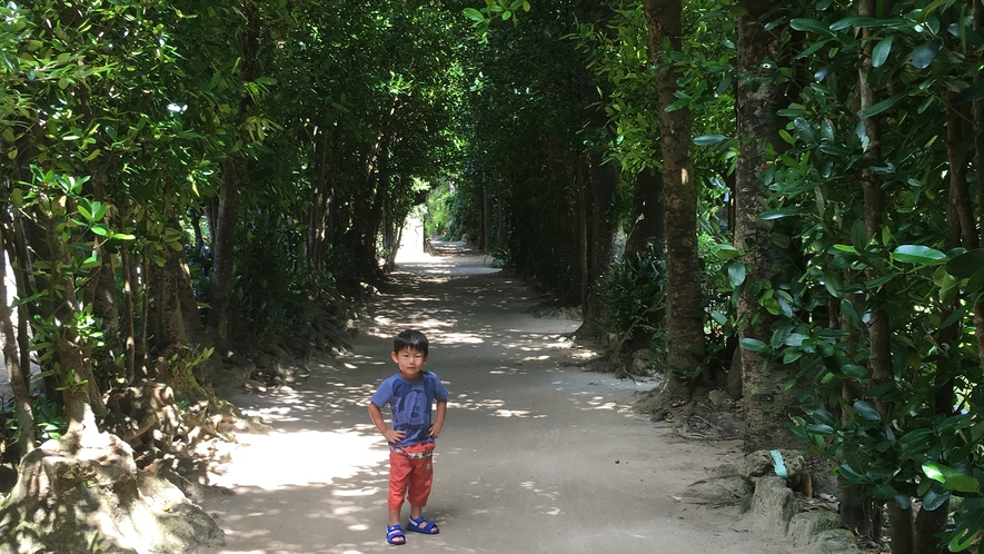 【備瀬のフクギ並木】 ホテルゆがふいんＢＩＳＥから徒歩１０分。沖縄の原風景を体感。