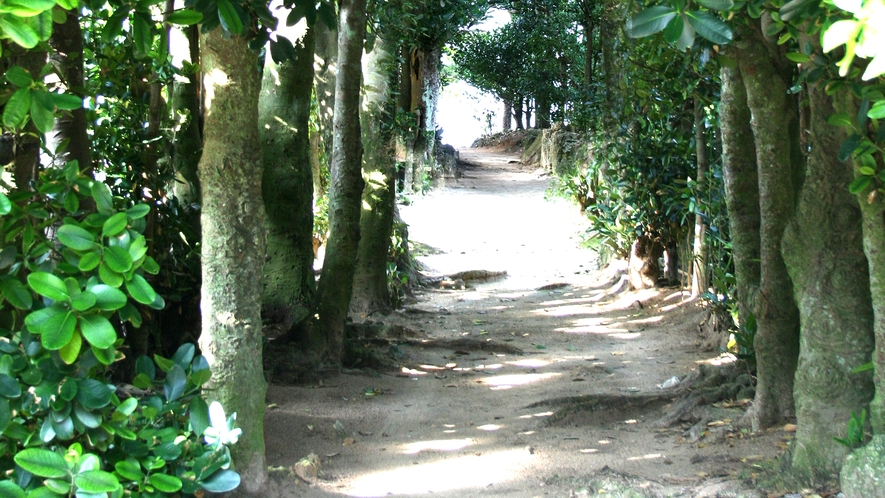 【備瀬のフクギ並木】 ホテルゆがふいんＢＩＳＥから徒歩１０分。沖縄の原風景を体感。