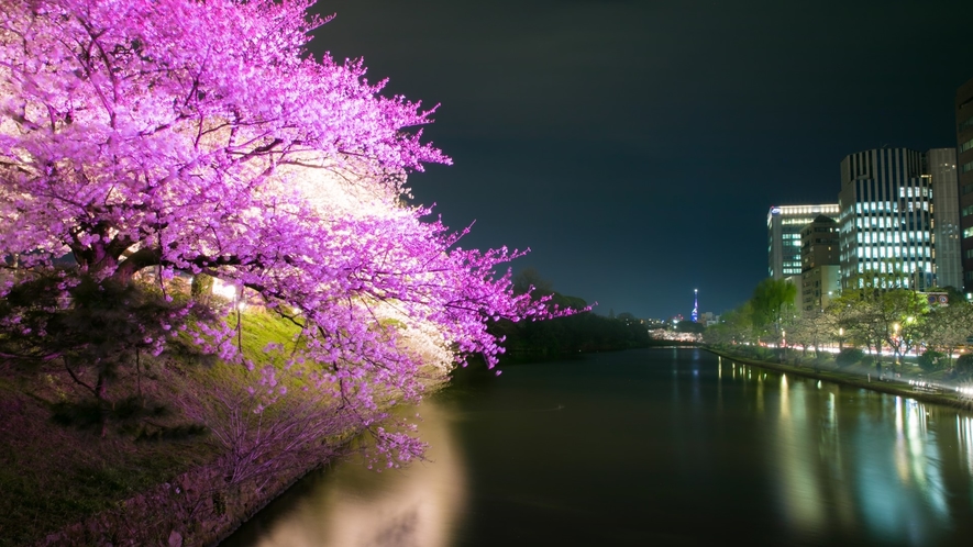【周辺情報】舞鶴公園夜桜ライトアップ