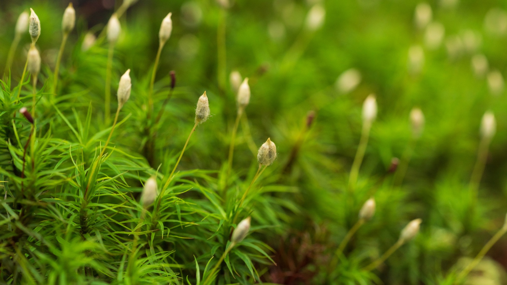 小さな苔の世界は不思議がいっぱい！