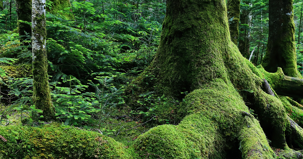 「苔の森」には約485種類の苔が生息し、日本蘚苔類学会より「日本の貴重なコケの森」に選定されました。