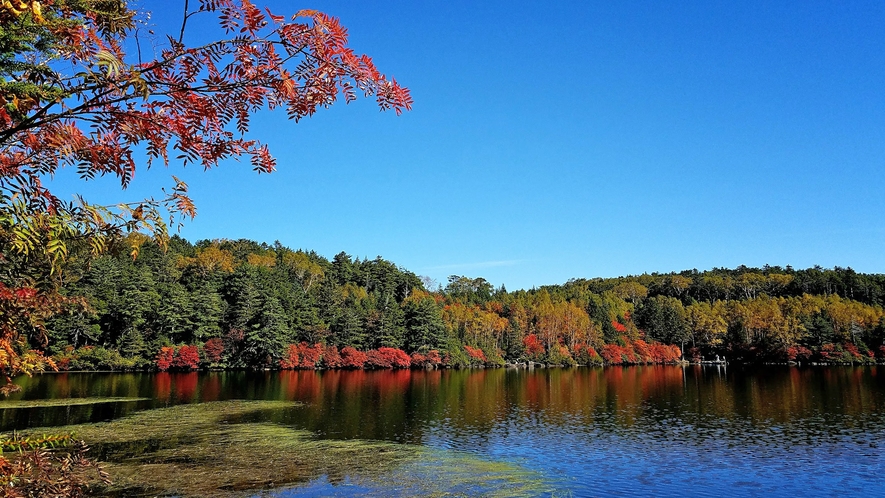 紅葉が美しい白駒の池
