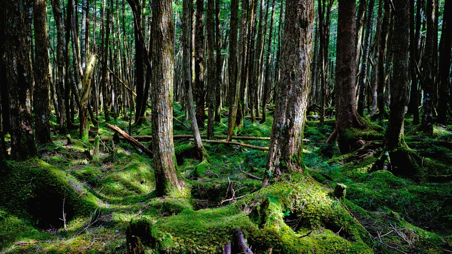 原生林と苔の森