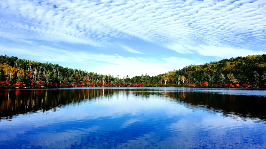 秋の白駒の池の全景