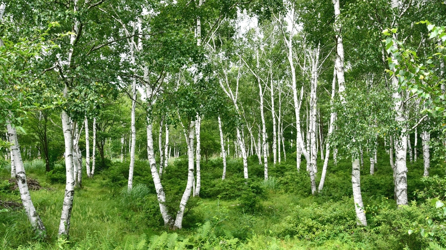 日本一美しいと言われる八千穂高原の白樺群生林