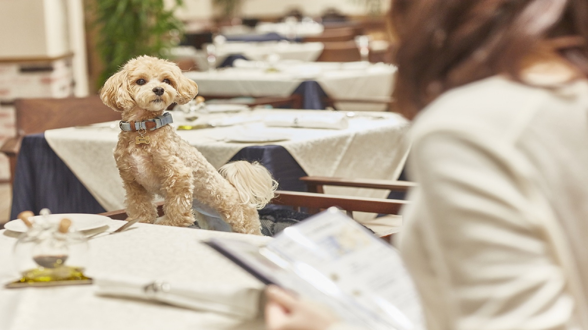 【共立リゾート★夏旅】＜第1弾＞最大20％OFF〜ルシアン自慢6種類のドッグミールを愛犬へ2食ご用意