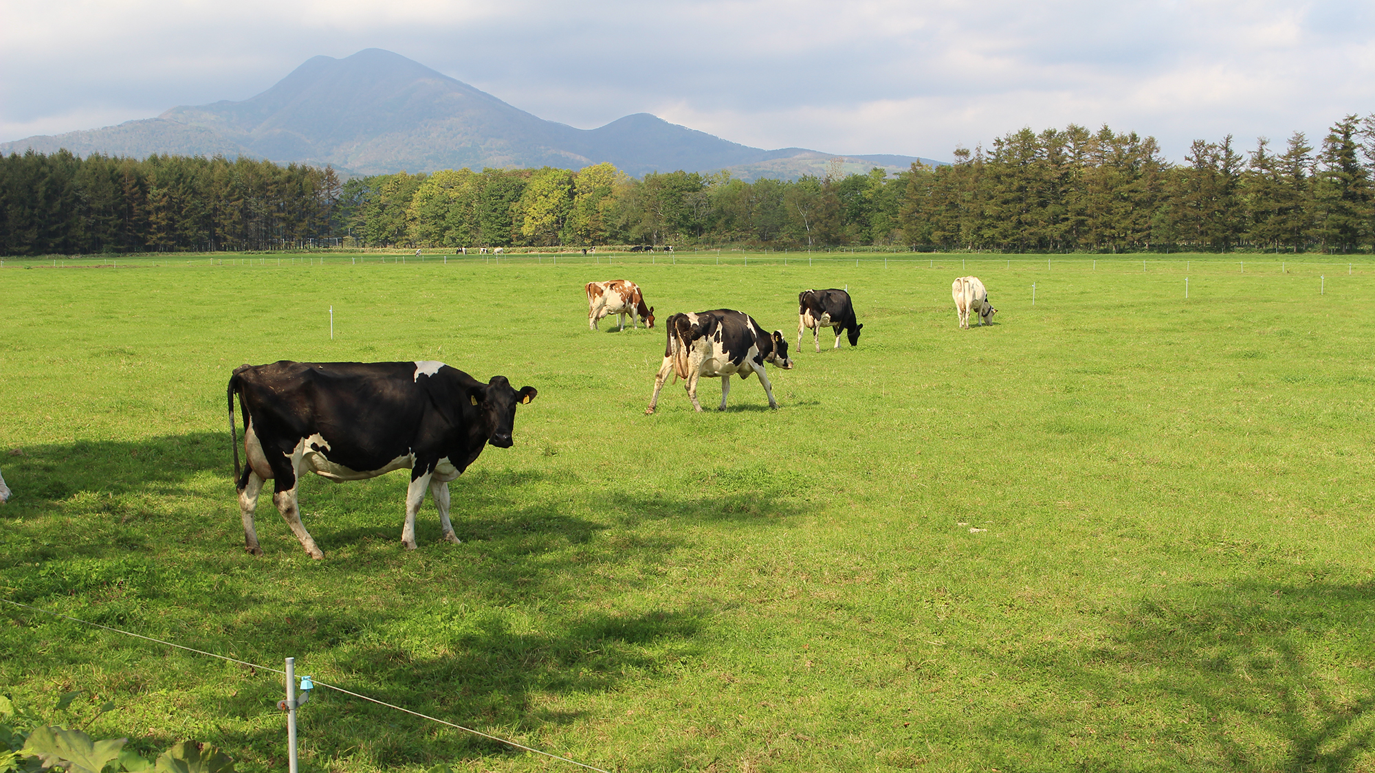 *【周辺】春～秋には放牧されている牛たちをあちこちで見かけます。