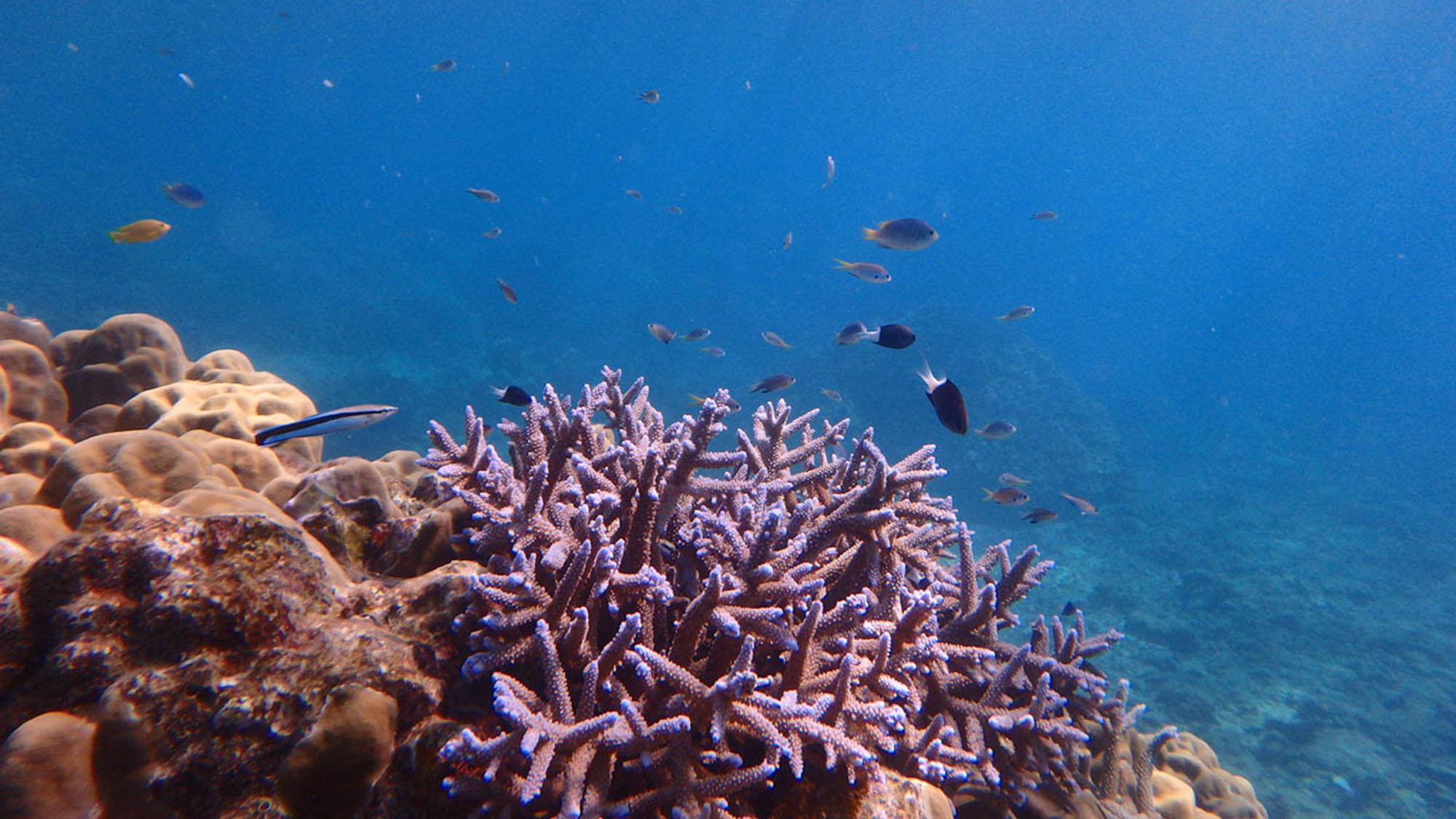 ・美しいサンゴ礁と魚たちが生息している海