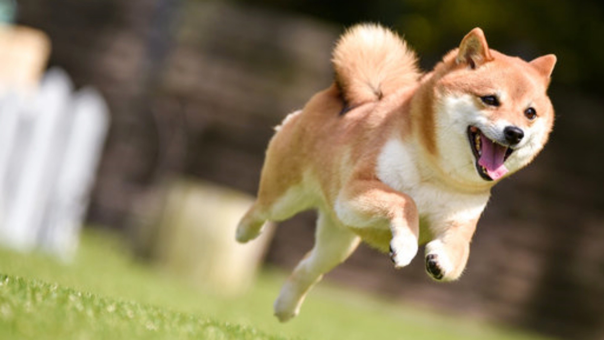 ペット専用トレーラーハウスで愛犬とグランピング♪