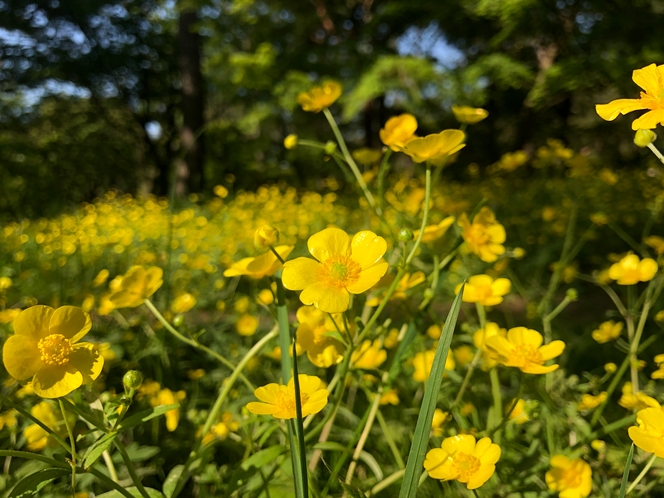 お散歩が楽しい京都御苑まで徒歩1分