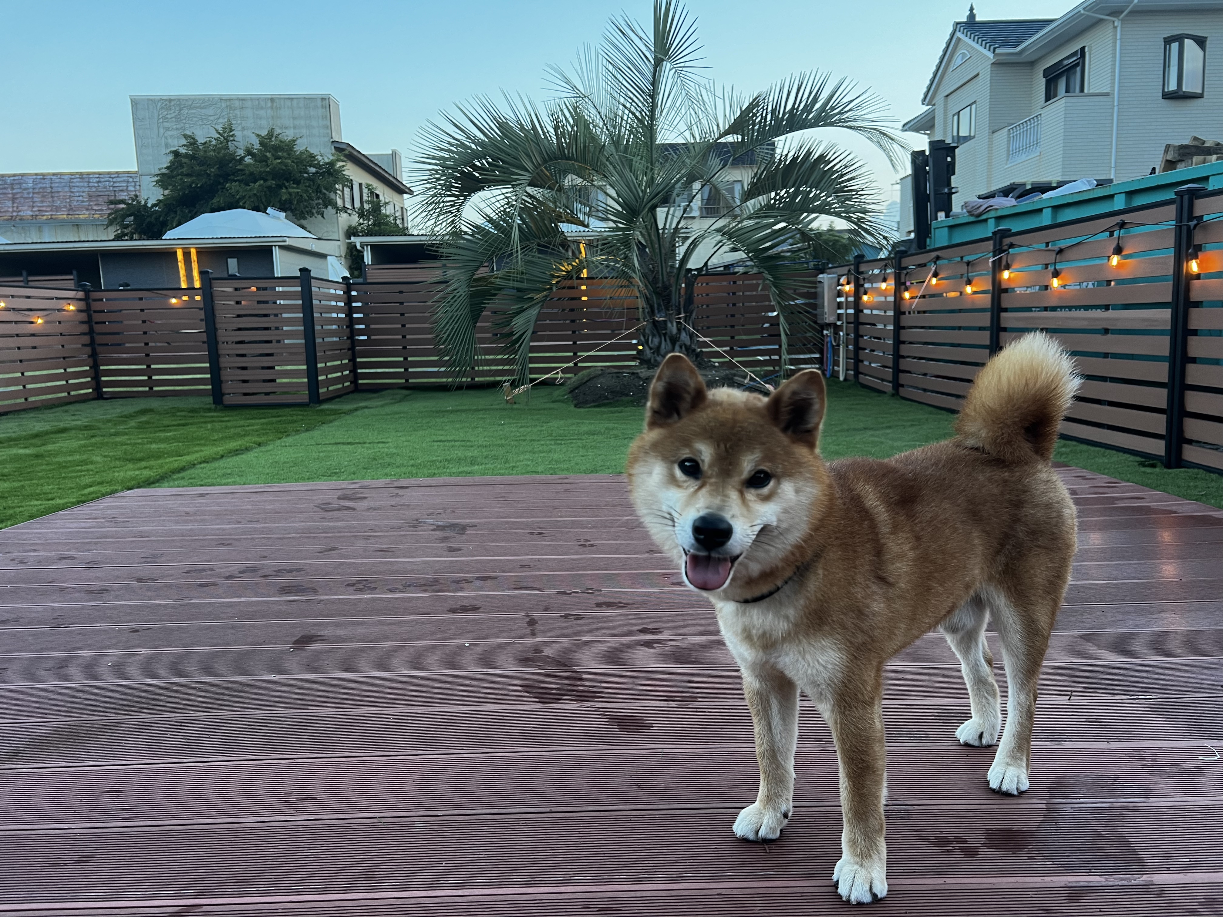 ドゥカーレグランリゾート片貝シーサイド ドッグラン