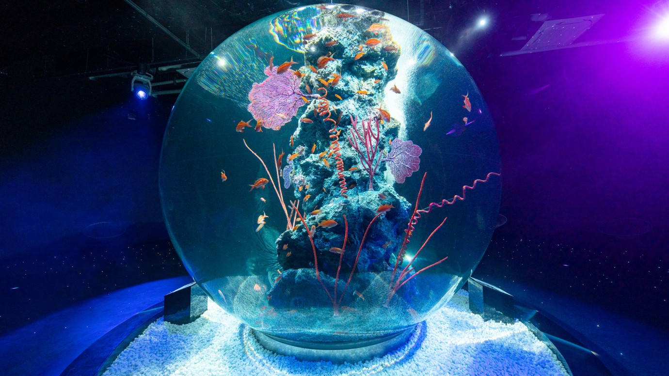 【都市型水族館「atoa」入場引換券付】幻想的な空間でアクアリウムやアートを体験（朝食付）