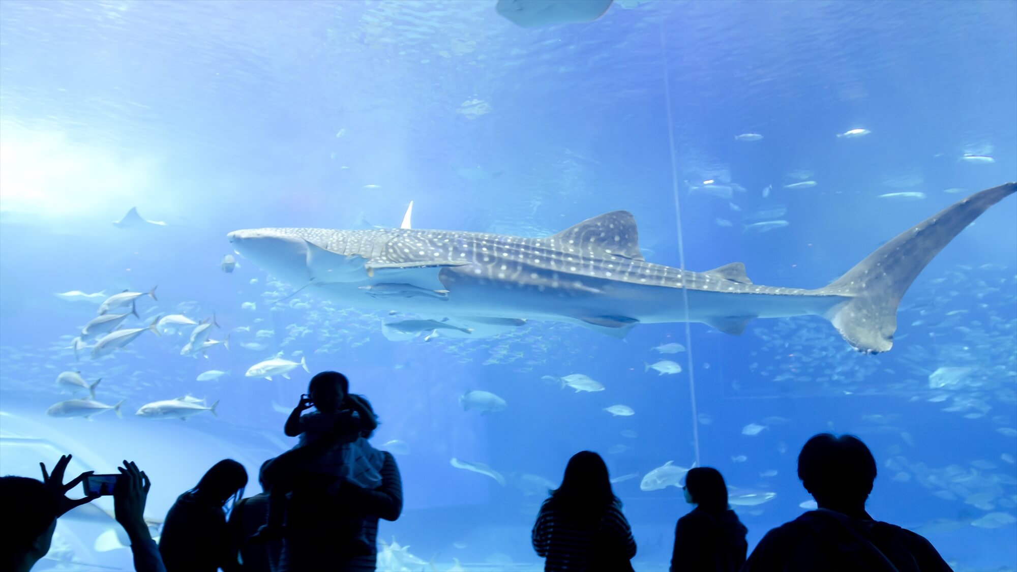 ◇美ら海水族館：車で約30分