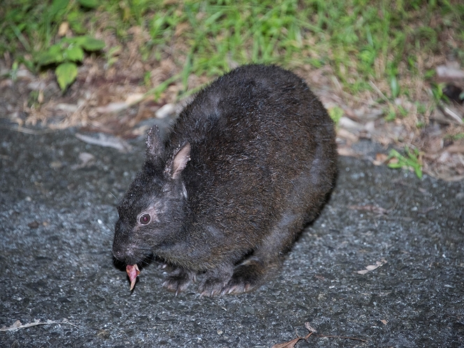 【ナイトサファリパック】くろうさぎ