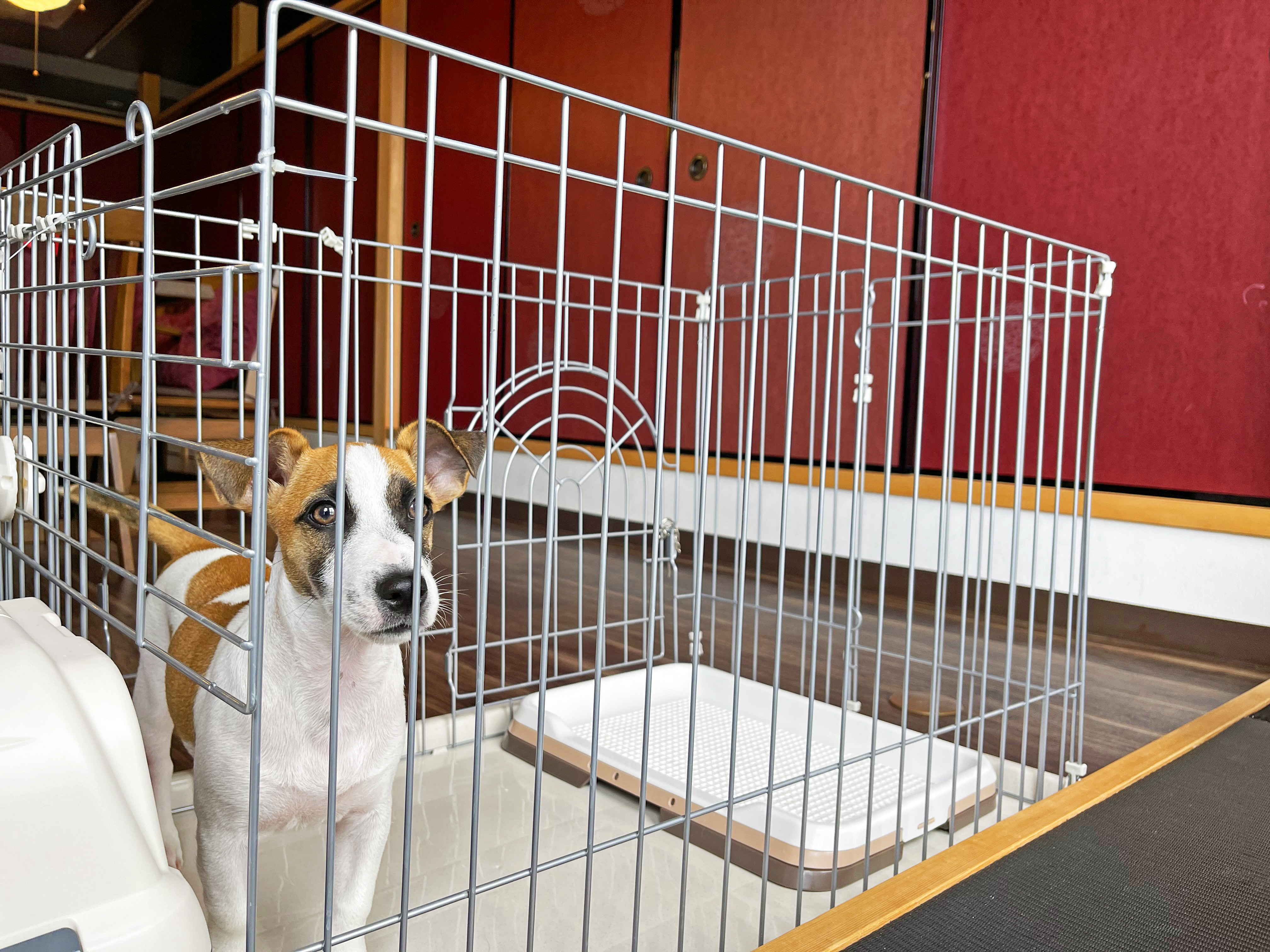 ケージをご用意