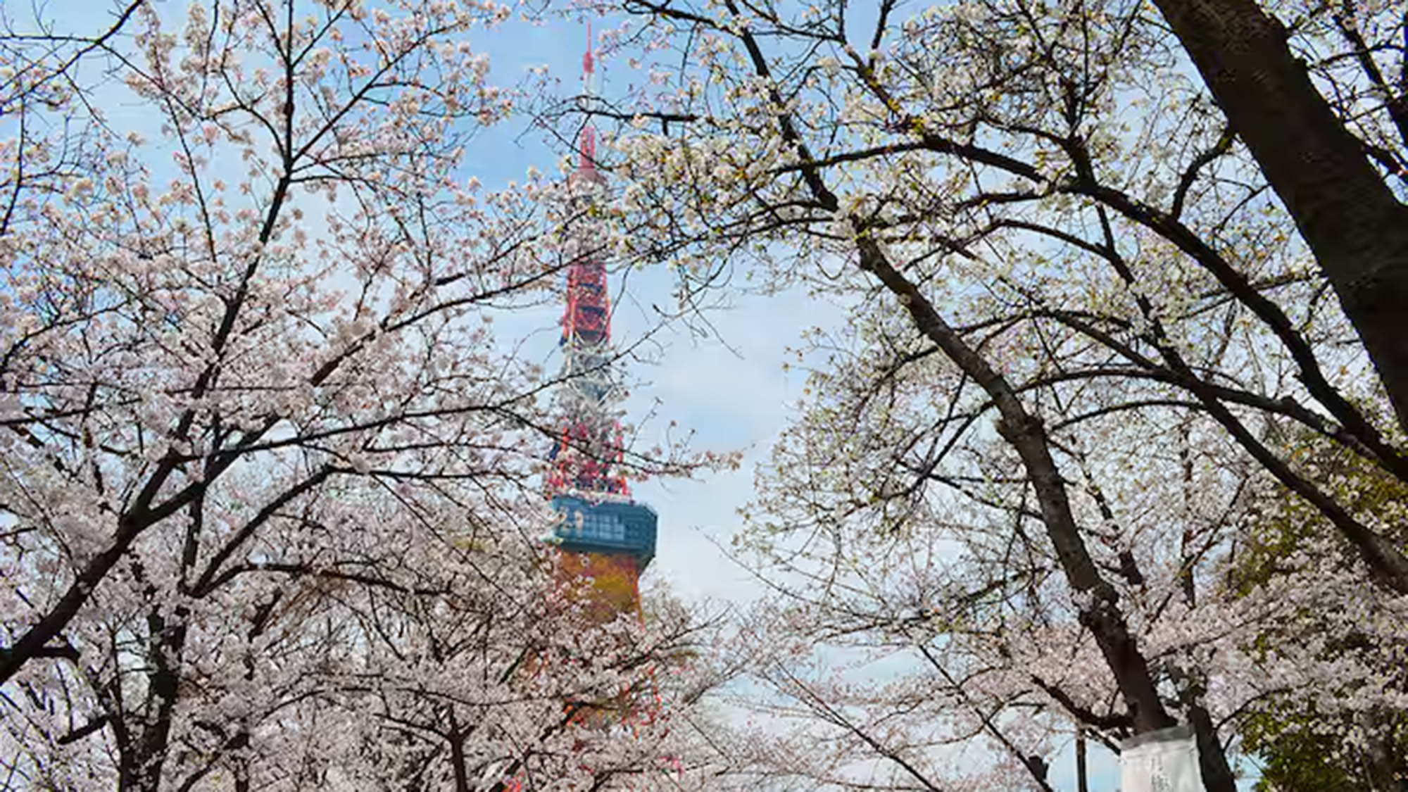 ・【周辺】芝公園の桜と東京タワー。季節ごとに表情を変える景色を眺めることができます
