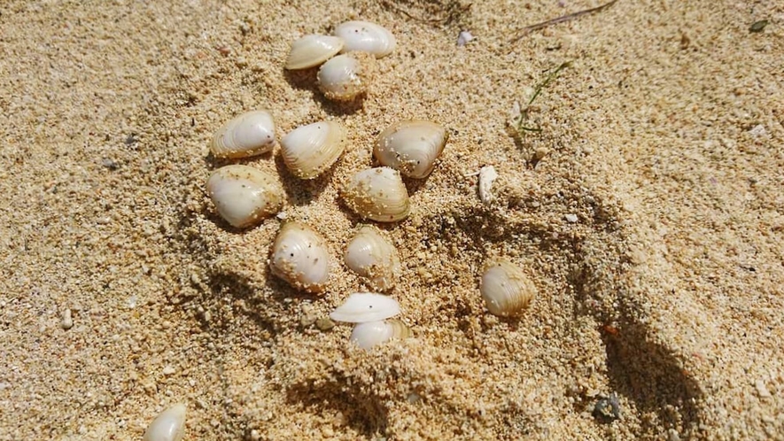 【周辺】古宇利島の砂浜にはかわいい貝殻がたくさん♪