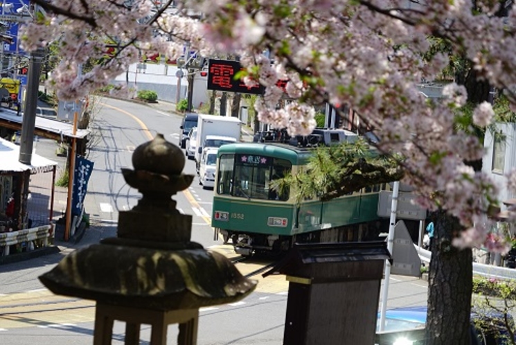 江ノ島電鉄と桜