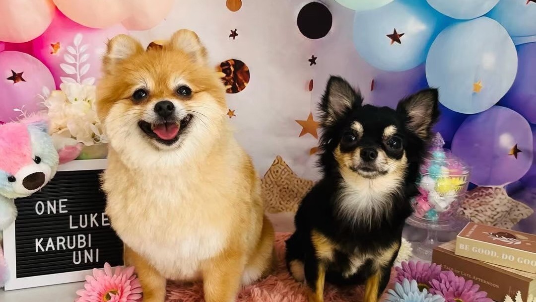 【11時チェックアウト】ワンコと朝からまた一緒旅 〜ワンルークの割引クーポン付き〜＜素泊まり＞