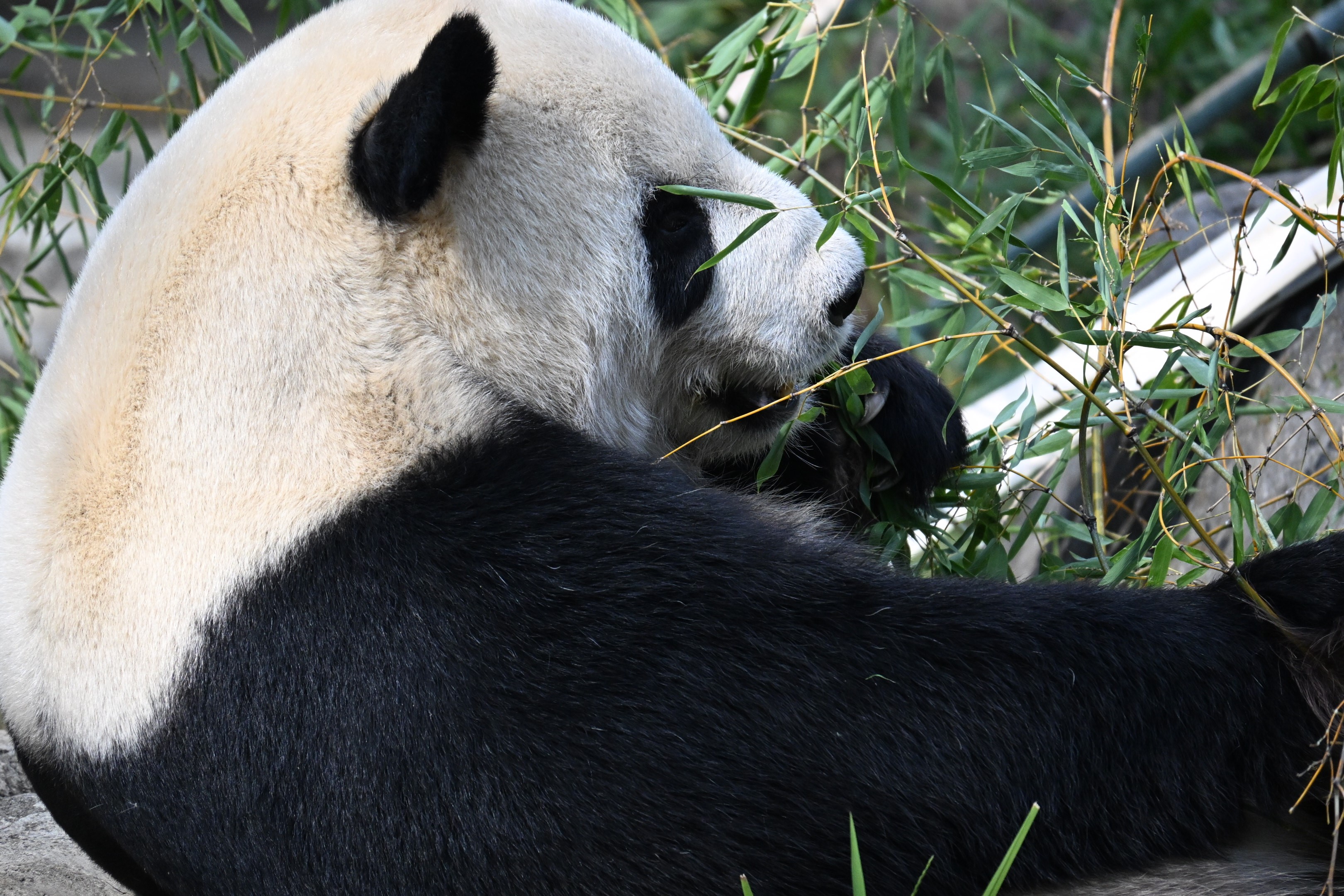上野動物園：上野駅から徒歩5分にある動物園です。中でも、パンダは必見です。