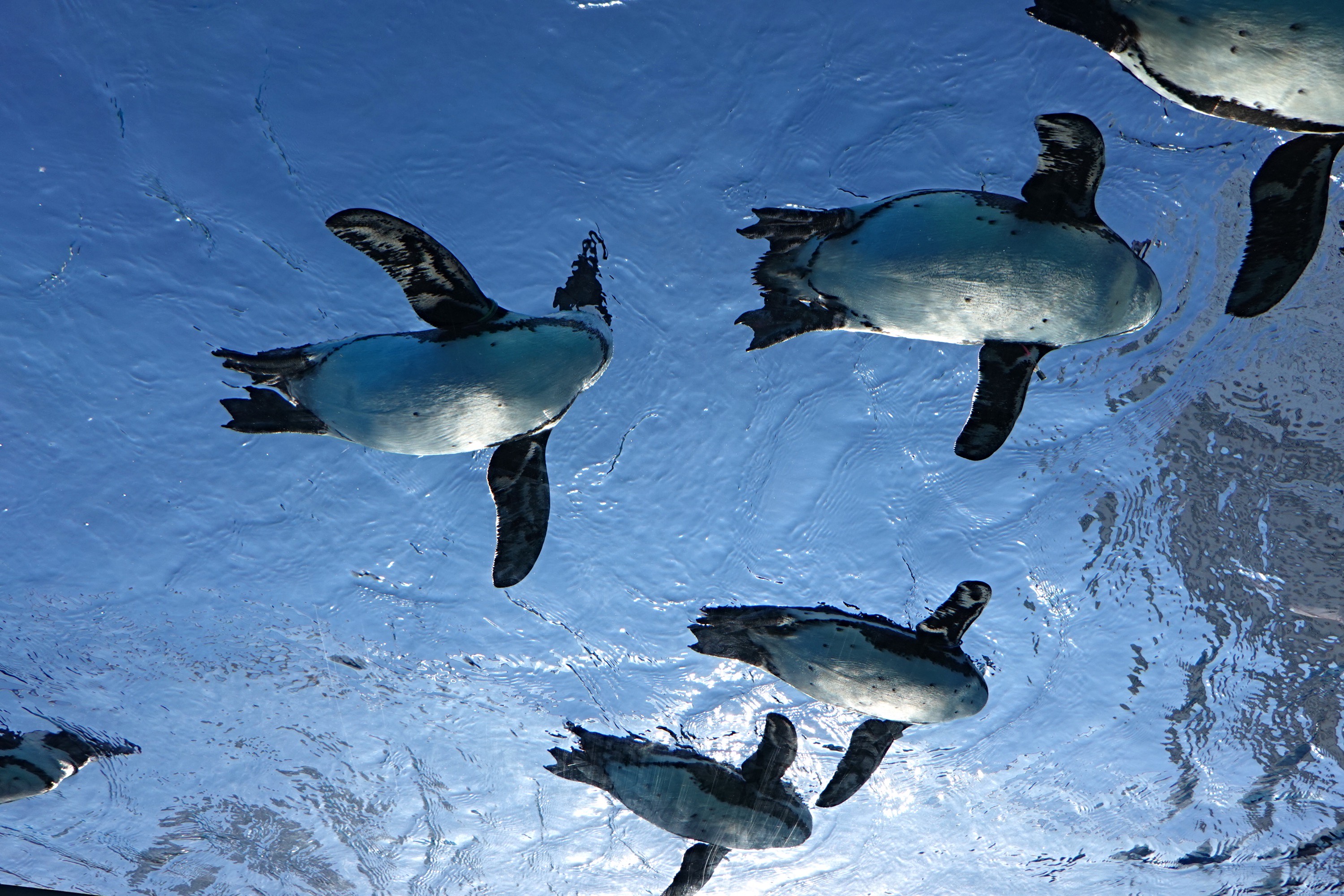 サンシャイン水族館：池袋の高層ビル、サンシャイン内にある水族館。空を飛ぶペンギンは必見。