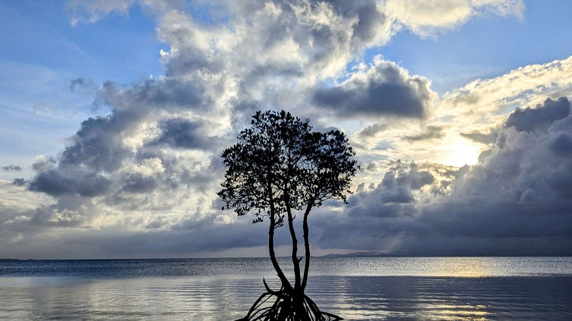 【観光】 マングローブ