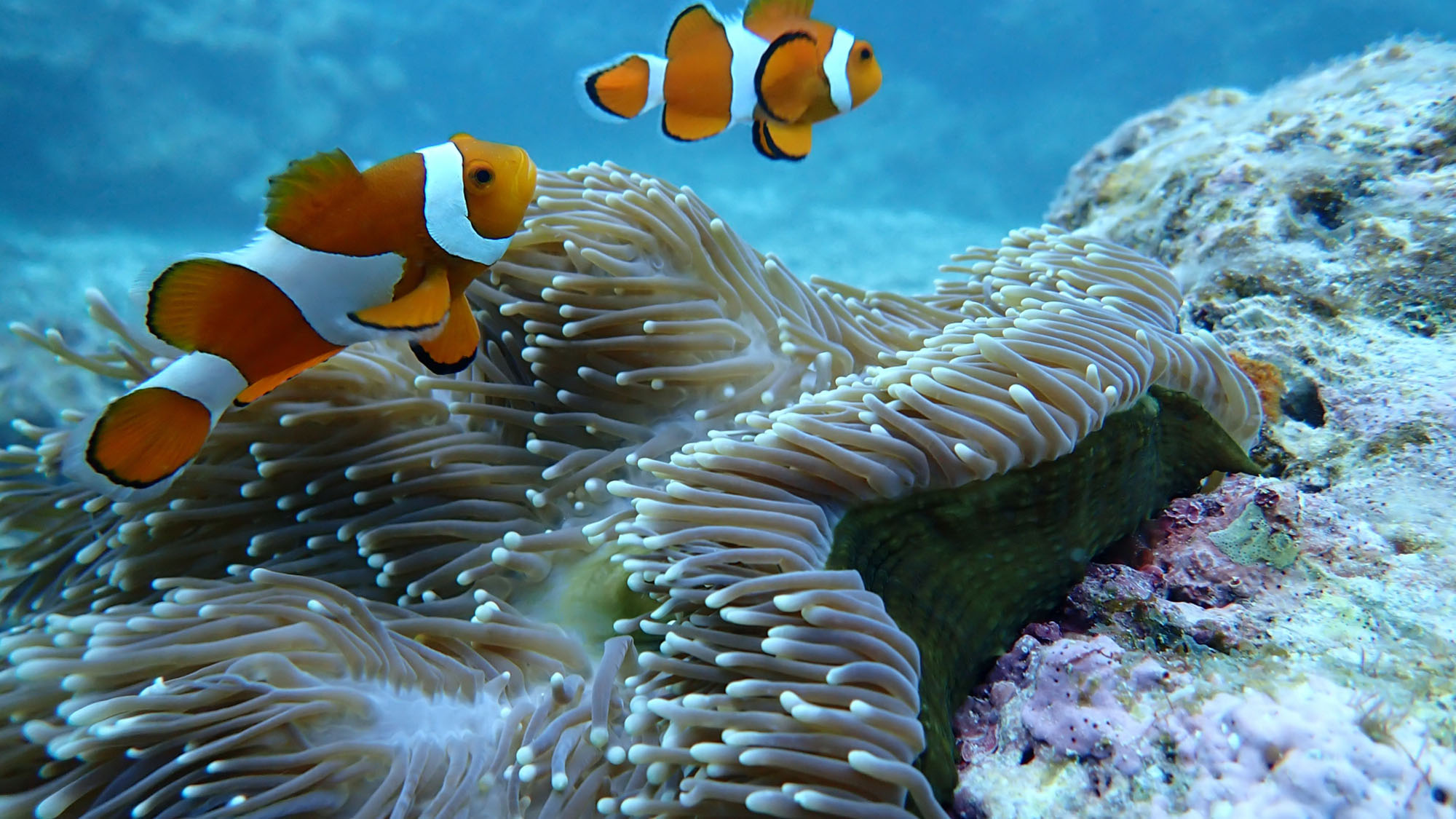 【観光】 クマノミとイソギンチャク