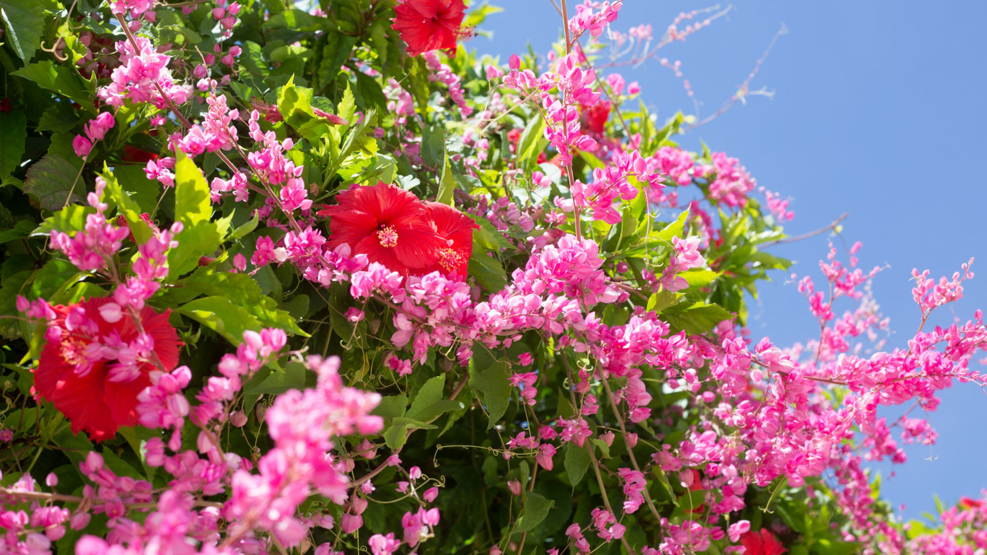 【観光】 ハイビスカスとブーゲンビリア