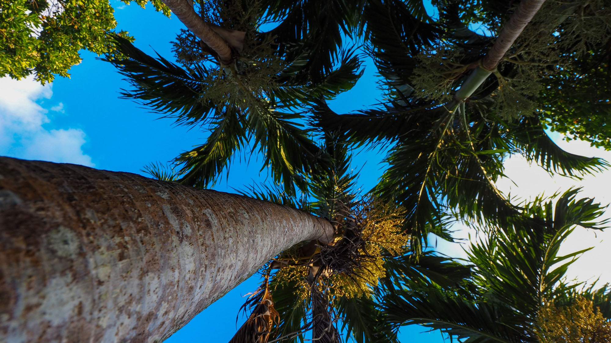 【観光】  ヤシの木イメージ