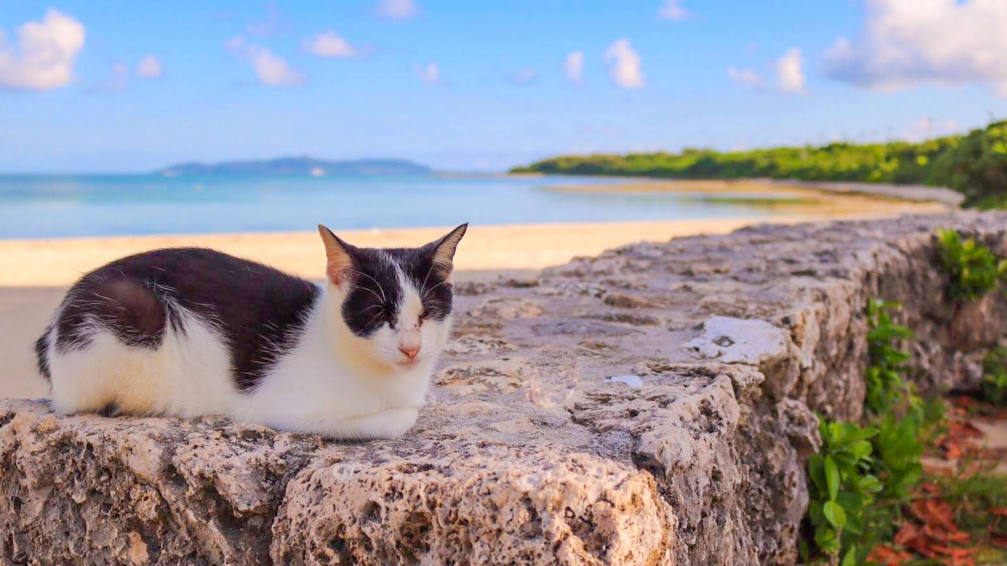 【観光】 島猫