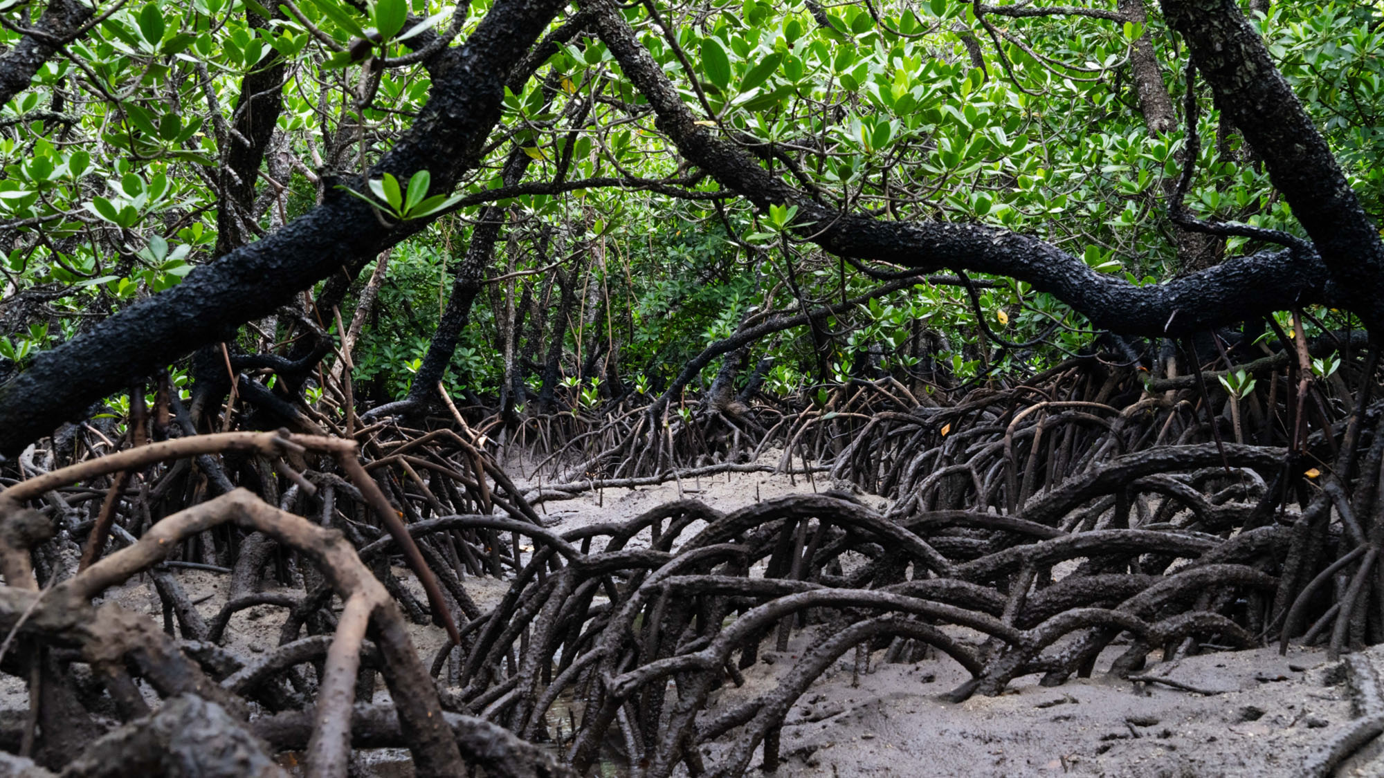 【観光】 離島のマングローブ