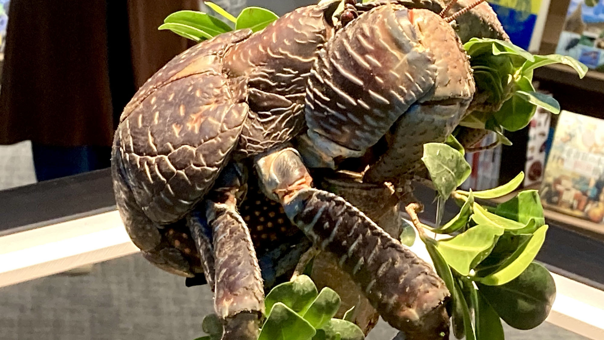 【観光】 ヤシガニ