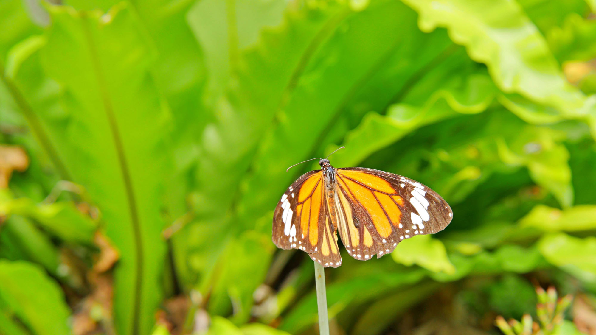 【観光】 スジグロカバマダラ
