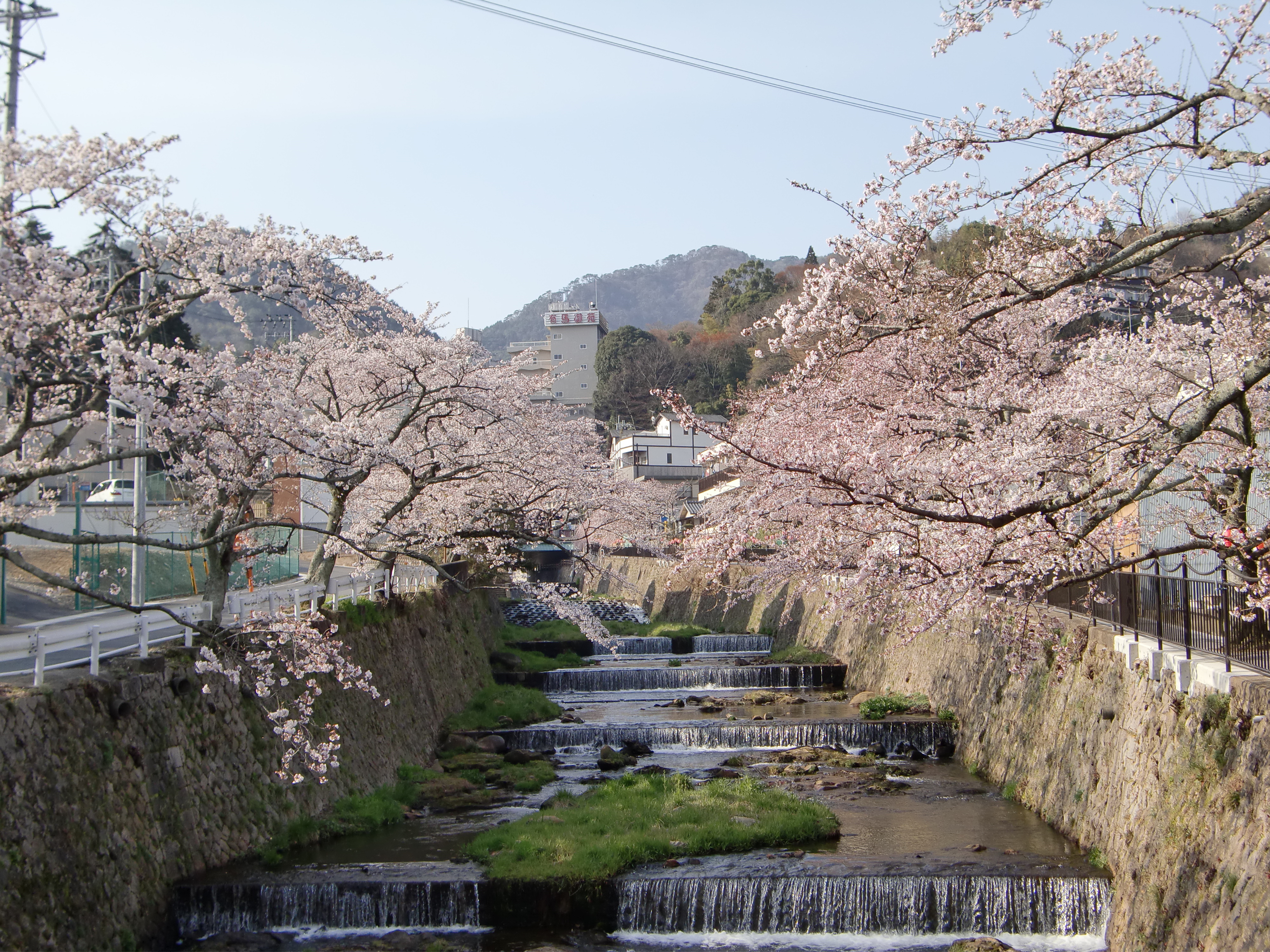 有馬川の桜