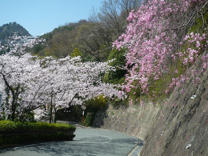 本館【兆楽】坂道の桜